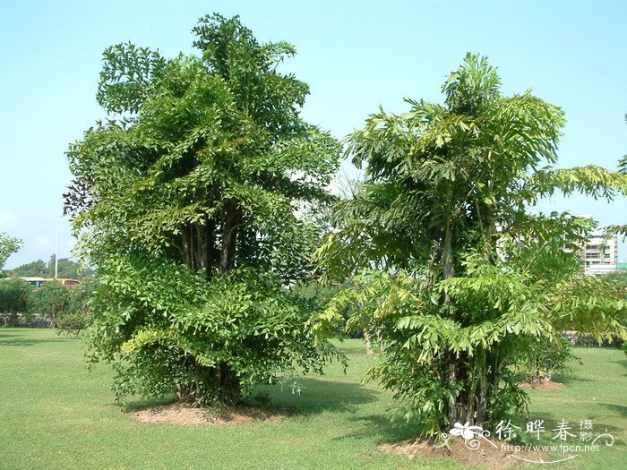 短穗鱼尾葵 Caryota mitis 短穗鱼尾葵 Caryota mitis