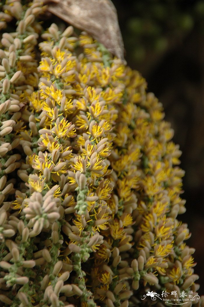 短穗鱼尾葵 Caryota mitis 短穗鱼尾葵 Caryota mitis