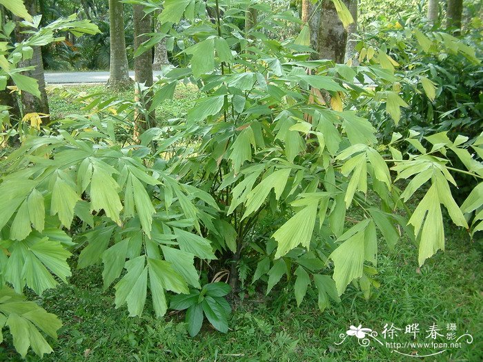单穗鱼尾葵 Caryota monostachya 单穗鱼尾葵 Caryota monostachya