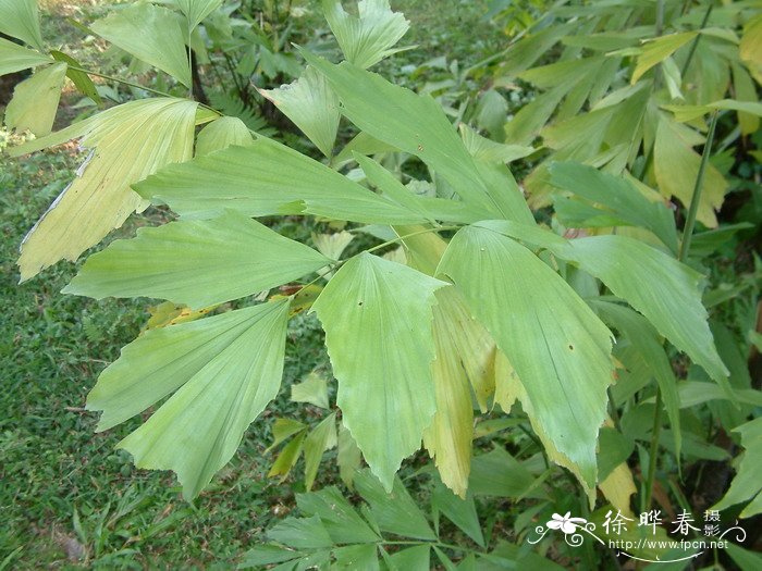 单穗鱼尾葵 Caryota monostachya