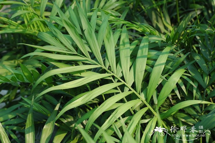 袖珍椰子Chamaedorea elegans 袖珍椰子Chamaedorea elegans