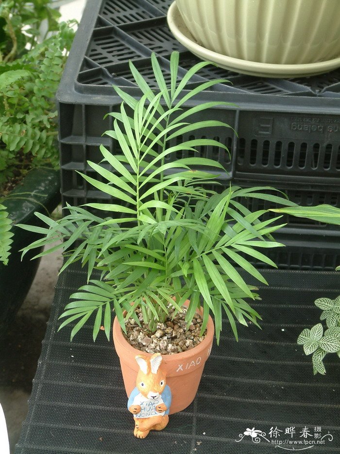 袖珍椰子Chamaedorea elegans 袖珍椰子Chamaedorea elegans