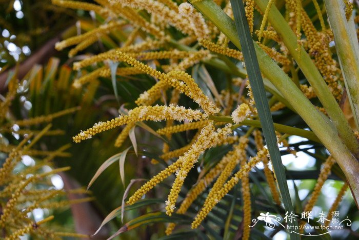 散尾葵 Dypsis lutescens 散尾葵 Dypsis lutescens