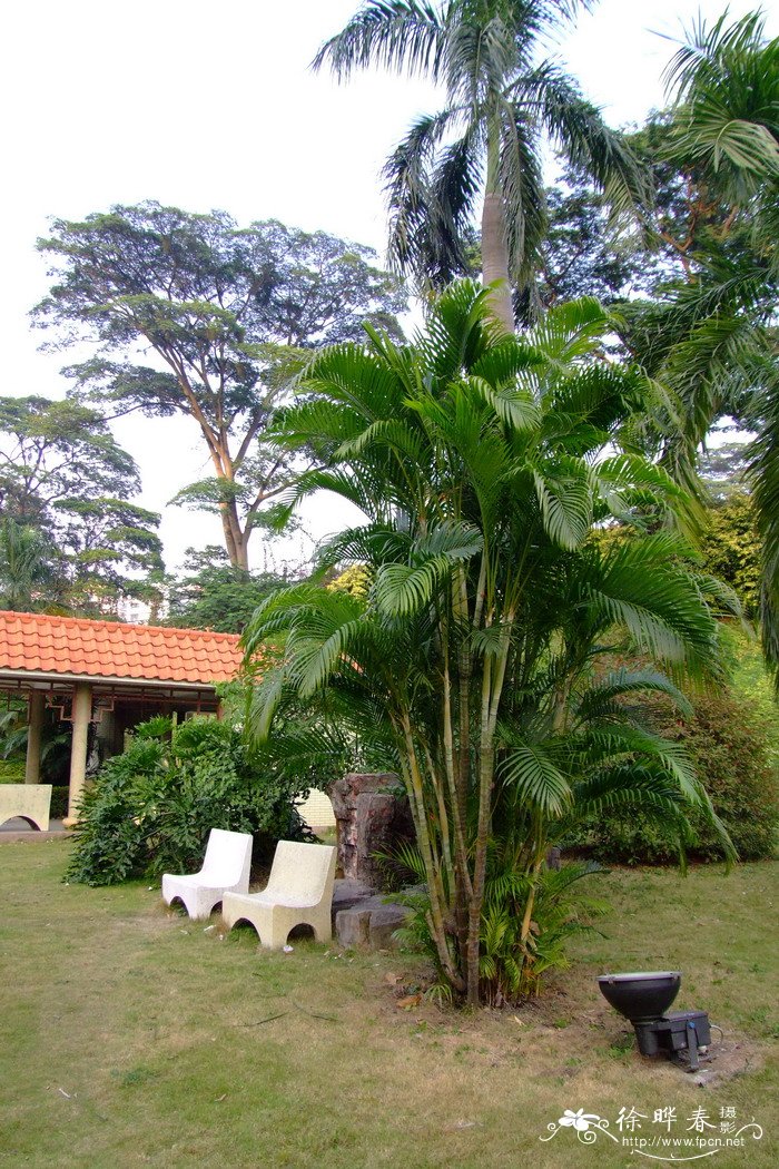 散尾葵 Dypsis lutescens 散尾葵 Dypsis lutescens