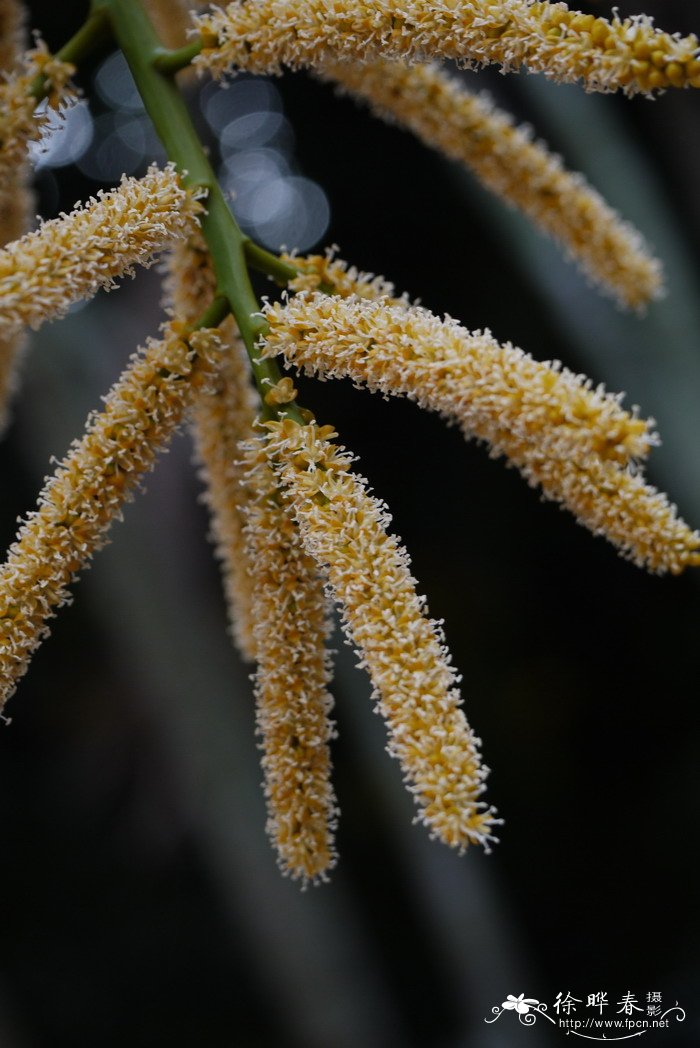 散尾葵 Dypsis lutescens