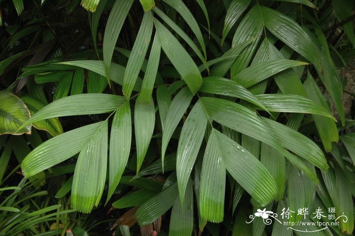 变色山槟榔Pinanga discolor 变色山槟榔Pinanga discolor