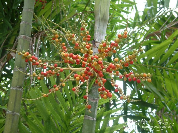 青棕Ptychosperma macarthurii 青棕Ptychosperma macarthurii