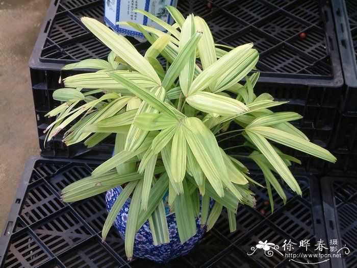 斑叶棕竹Rhapis excelsa var. variegata 斑叶棕竹Rhapis excelsa var. variegata