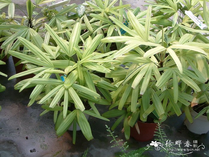 斑叶棕竹Rhapis excelsa var. variegata