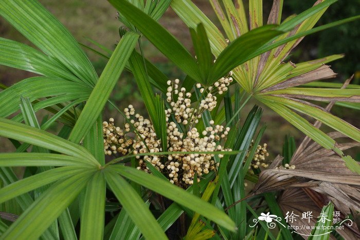 棕竹Rhapis excelsa 棕竹Rhapis excelsa