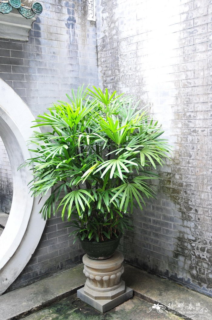 棕竹Rhapis excelsa 棕竹Rhapis excelsa