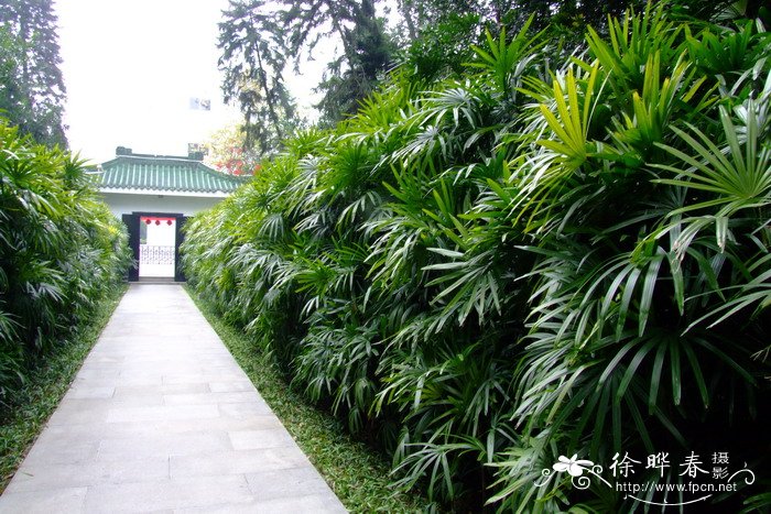 棕竹Rhapis excelsa