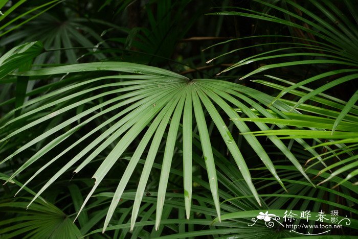 多裂棕竹Rhapis multifida