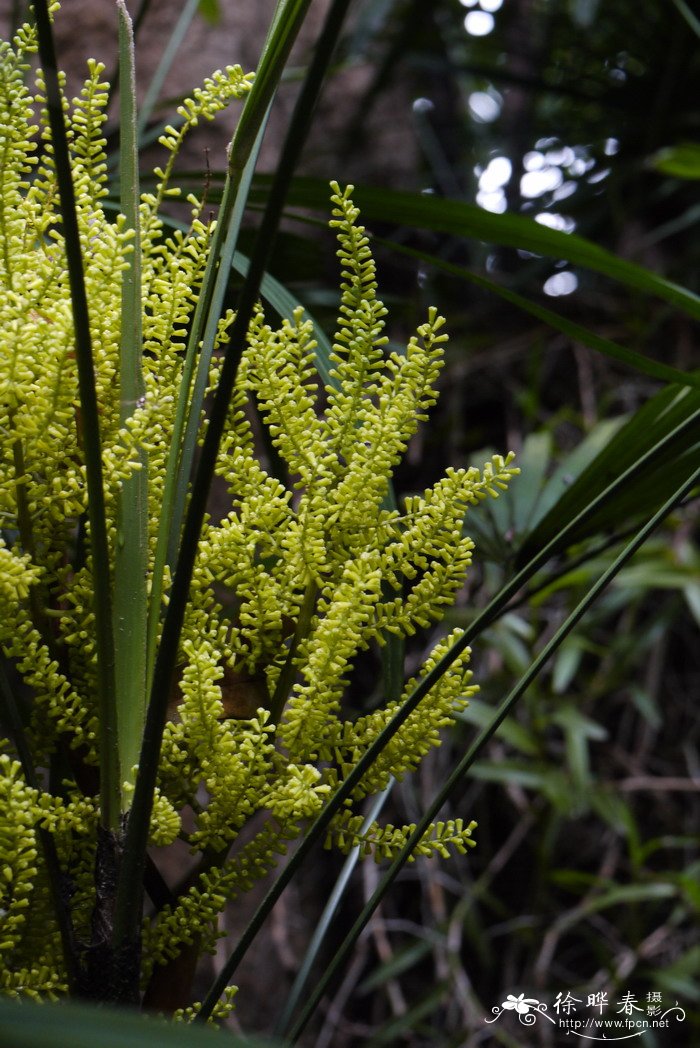 多裂棕竹Rhapis multifida