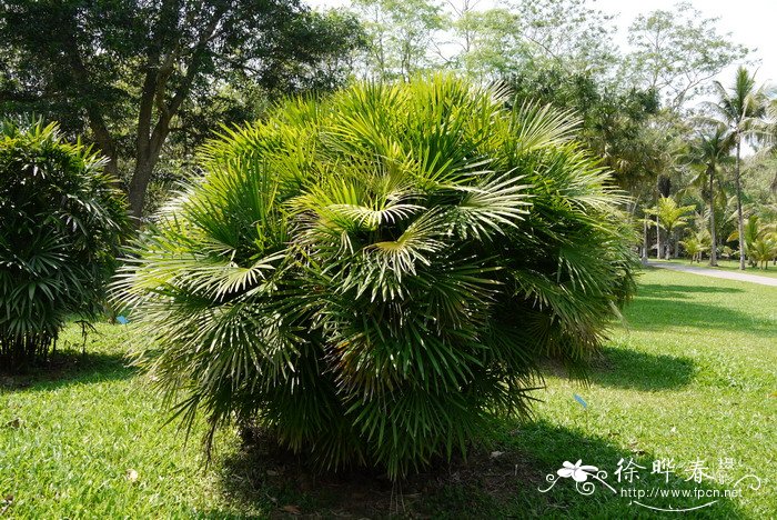 多裂棕竹Rhapis multifida