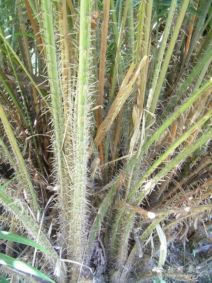 滇西蛇皮果Salacca griffithii 滇西蛇皮果Salacca griffithii