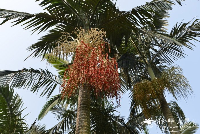 假槟榔 Archontophoenix alexandrae 假槟榔 Archontophoenix alexandrae