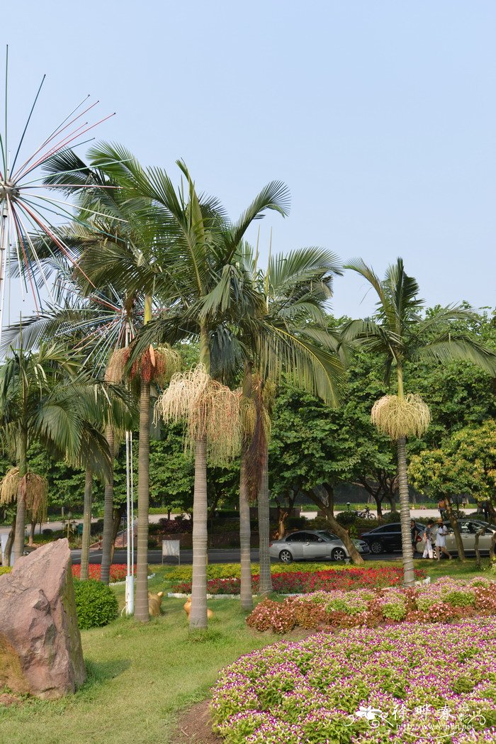 假槟榔 Archontophoenix alexandrae 假槟榔 Archontophoenix alexandrae
