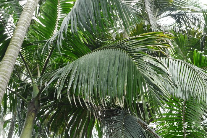 假槟榔 Archontophoenix alexandrae 假槟榔 Archontophoenix alexandrae