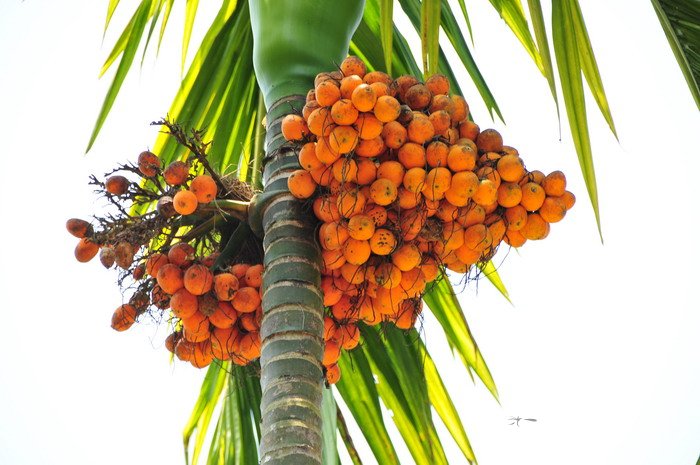 槟榔 Areca catechu 槟榔 Areca catechu