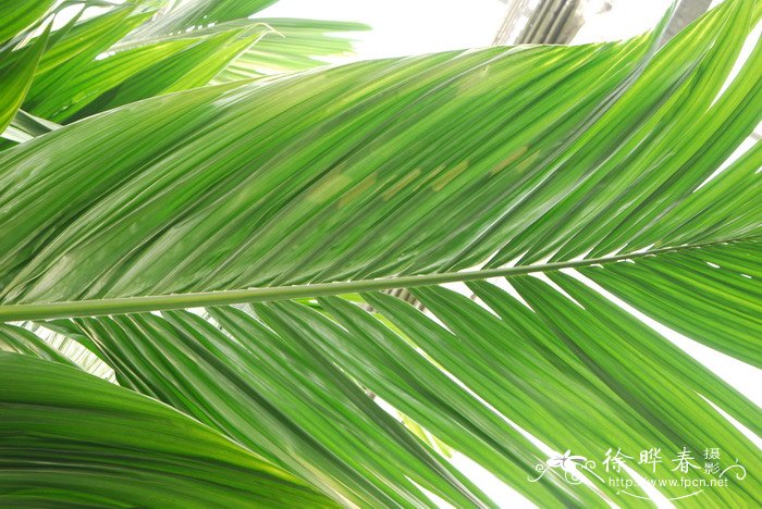 槟榔 Areca catechu 槟榔 Areca catechu