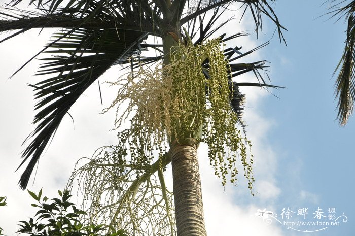槟榔 Areca catechu 槟榔 Areca catechu