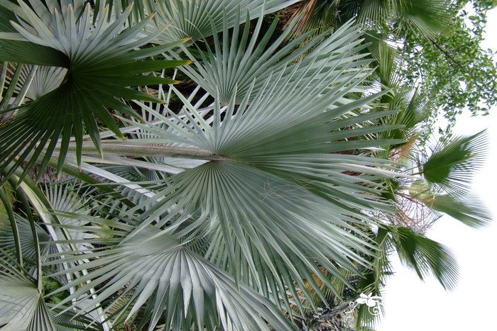 霸王榈 Bismarckia nobilis 霸王榈 Bismarckia nobilis
