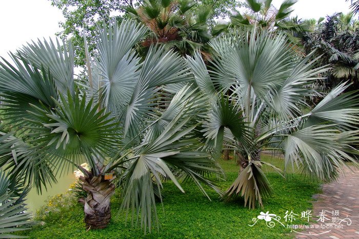 霸王榈 Bismarckia nobilis 霸王榈 Bismarckia nobilis
