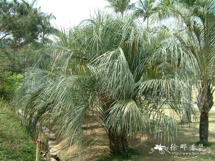 布迪椰子Butia capitata 布迪椰子Butia capitata