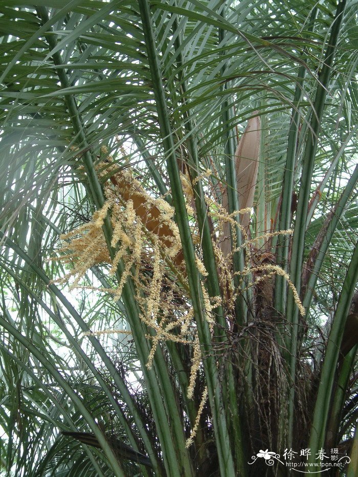 布迪椰子Butia capitata