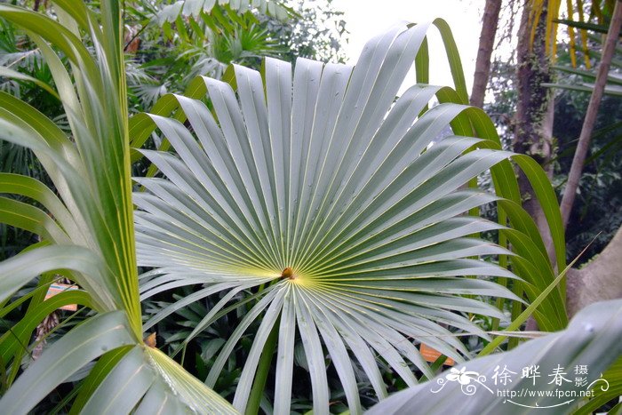 射叶银棕 Coccothrinax readii 射叶银棕 Coccothrinax readii