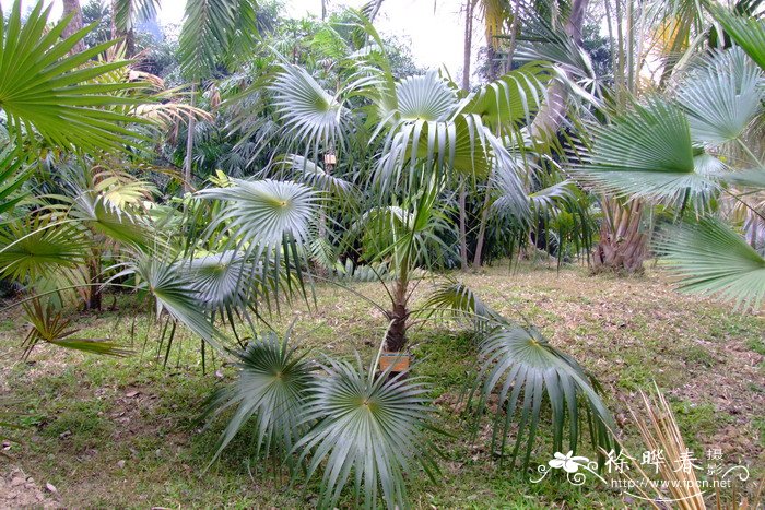 射叶银棕 Coccothrinax readii