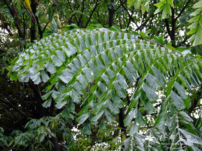 董棕 Caryota obtusa 董棕 Caryota obtusa