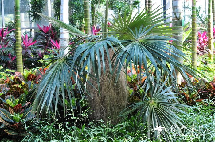 老人葵 Coccothrinax crinita 老人葵 Coccothrinax crinita
