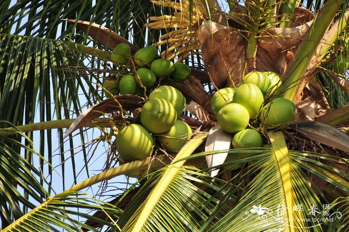 椰子 Cocos nucifera 椰子 Cocos nucifera