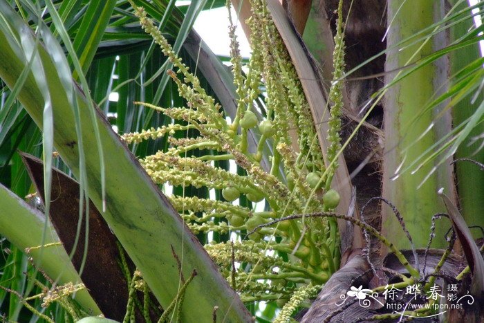 椰子 Cocos nucifera 椰子 Cocos nucifera