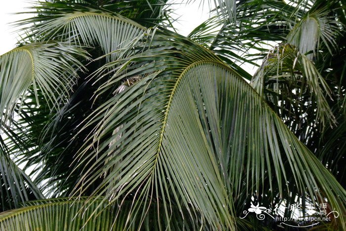 椰子 Cocos nucifera 椰子 Cocos nucifera