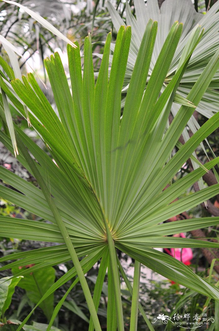 贝叶棕 Corypha umbraculifera 贝叶棕 Corypha umbraculifera