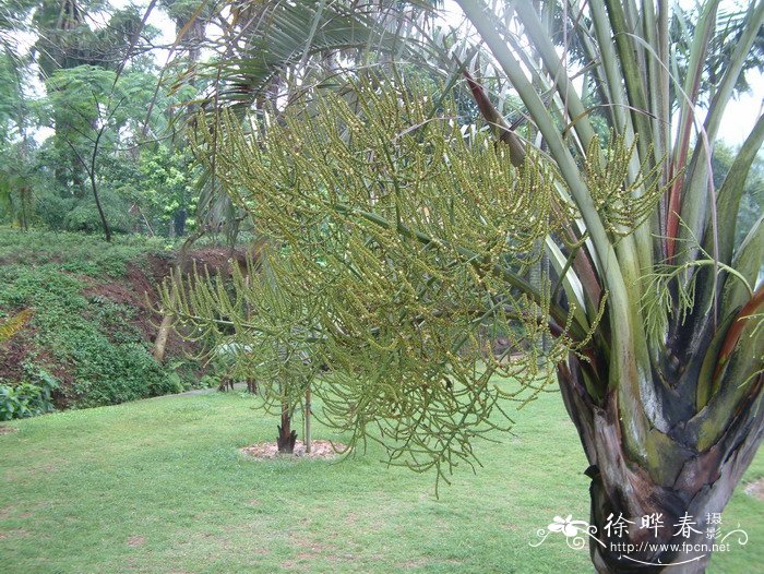 三角椰子Dypsis decaryi 三角椰子Dypsis decaryi