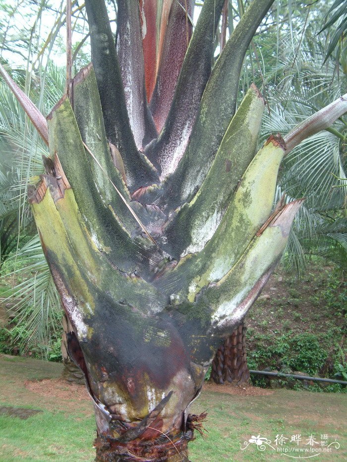 三角椰子Dypsis decaryi 三角椰子Dypsis decaryi