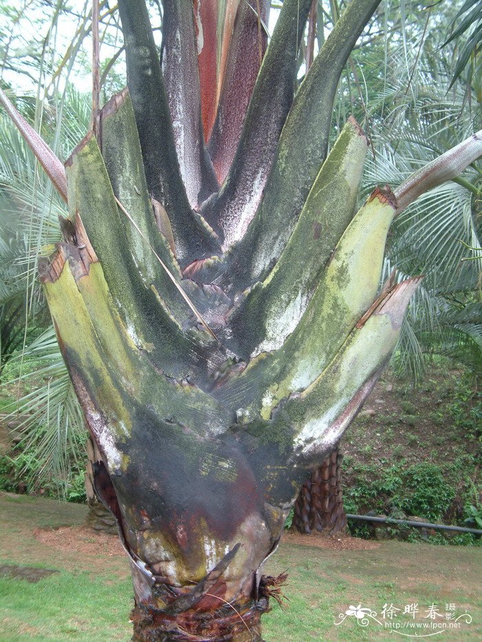 三角椰子Dypsis decaryi