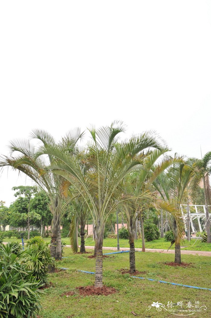 三角椰子Dypsis decaryi