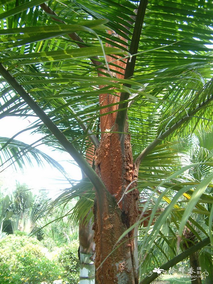 红冠棕Dypsis lastelliana 红冠棕Dypsis lastelliana