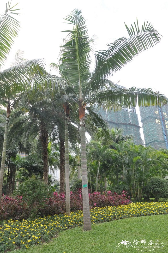 红冠棕Dypsis lastelliana