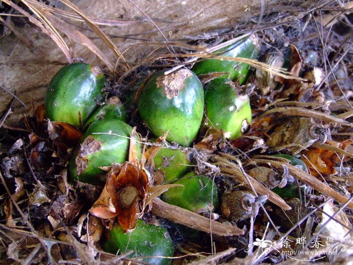 油棕Elaeis guineensis 油棕Elaeis guineensis