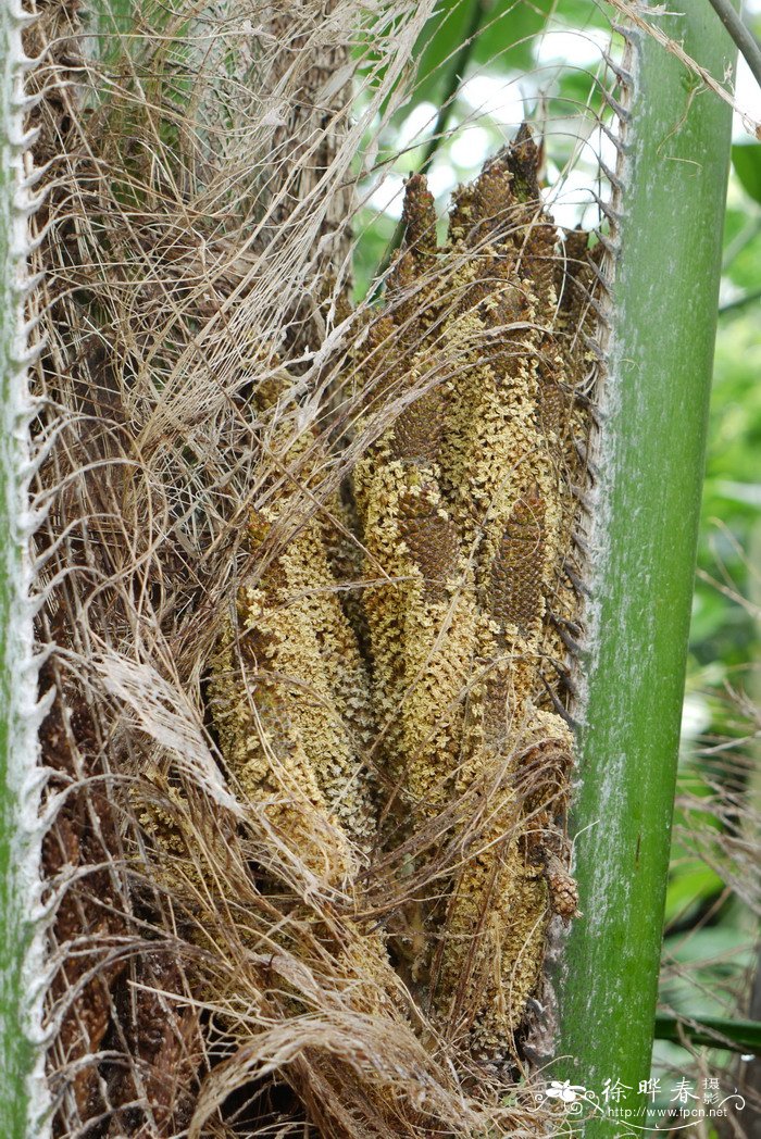 油棕Elaeis guineensis 油棕Elaeis guineensis