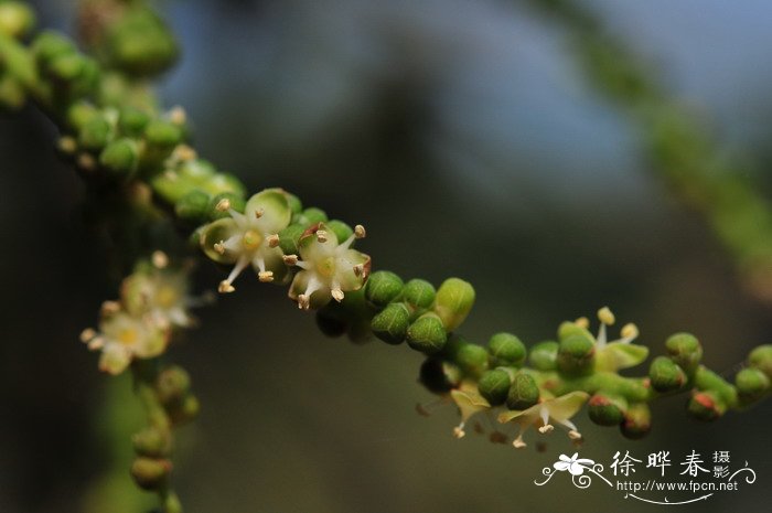 酒瓶椰子 Hyophorbe lagenicaulis 酒瓶椰子 Hyophorbe lagenicaulis