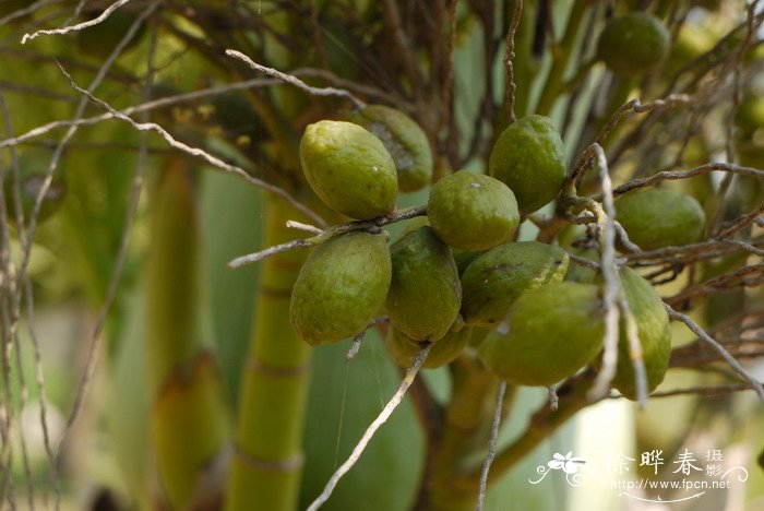 酒瓶椰子 Hyophorbe lagenicaulis 酒瓶椰子 Hyophorbe lagenicaulis