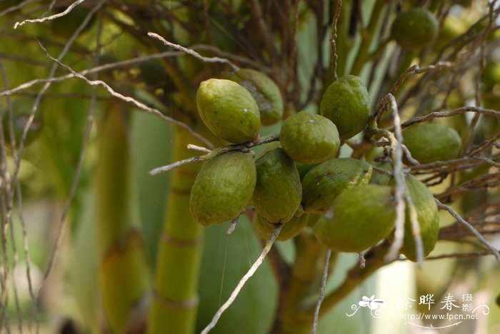 酒瓶椰子 Hyophorbe lagenicaulis