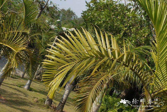 棍棒椰子Hyophorbe verschaffeltii 棍棒椰子Hyophorbe verschaffeltii